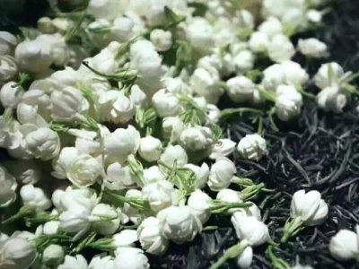 喝茶治口臭嗎，什么茶治口臭好？