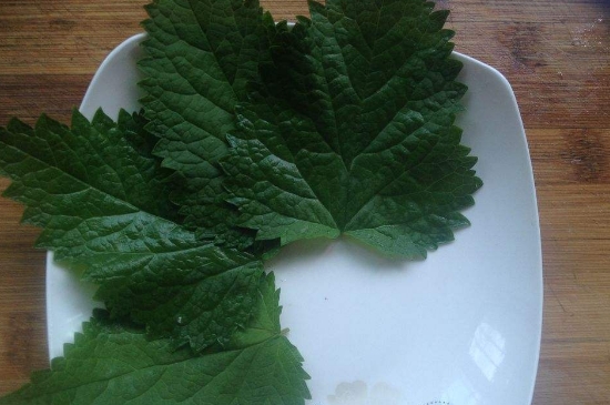 薄荷茶的功效與作用，喝薄荷茶有什么好處？