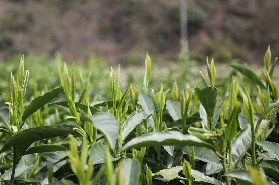 喝黃金茶禁忌，什么人不能喝黃金芽茶？