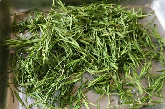 哪類人不適合喝石竹茶，石竹茶的功效與禁忌