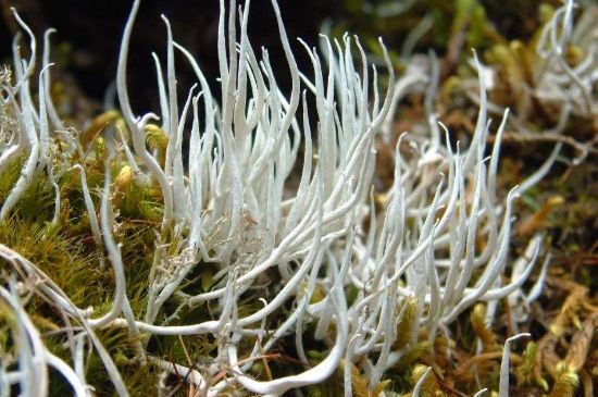 麗江雪茶的禁忌，白雪茶的副作用