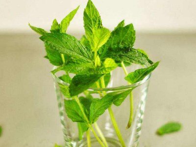 喝茶治口臭嗎，什么茶治口臭好？