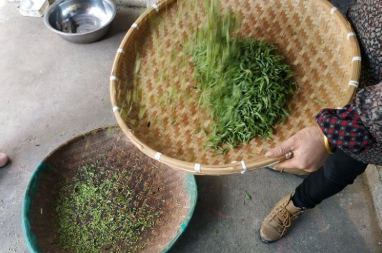 炒青茶為什么便宜，炒青綠茶好喝嗎？