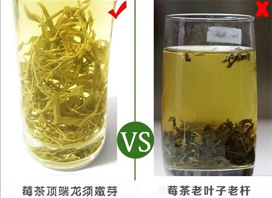 張家界茅巖莓茶與藤茶是同一種茶嗎，藤茶跟莓茶一不一樣？
