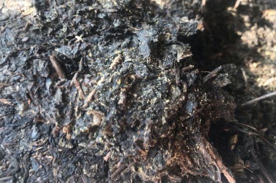 茯茶可以放在冰箱里存放嗎，茯磚茶如何儲(chǔ)存？