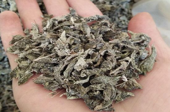 張家界莓茶真假對比，野生莓茶的鑒別方法