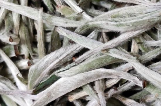 春茶上市白茶的好壞怎么區(qū)分，春白茶怎么分辨好不好？