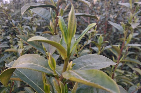 家庭如何保存碧螺春茶葉，蘇州洞庭碧螺春綠茶怎么保存？