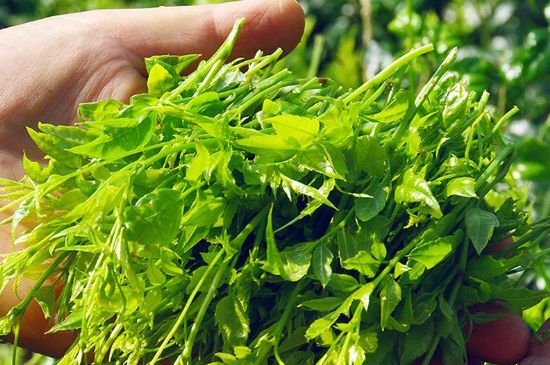 茅巖莓茶別名是什么，莓茶別名叫藤茶嗎？