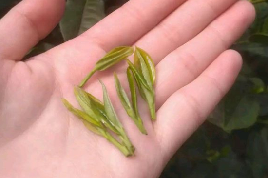 炒青茶為什么便宜，炒青綠茶好喝嗎？