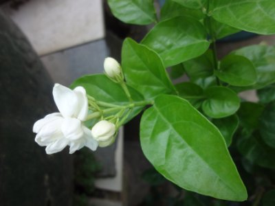 茉莉和什么一起泡最好，茉莉茶有幾種搭配？