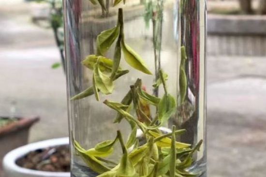 蒸汽煮茶器適合什么茶，蒸汽煮茶器適合用綠茶嗎？