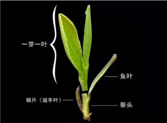 摘茶葉最快的方法，采摘茶葉怎么才能快？