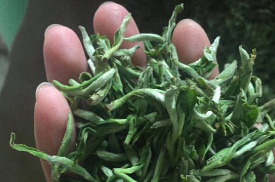 茉莉茶如何制作曬干，自制茉莉茶的做法