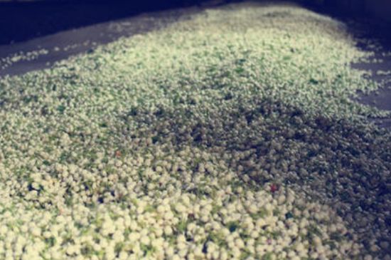 茉莉龍珠怎么做的，茉莉龍珠的制作工藝