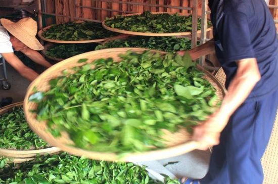 武夷巖茶的初制、精制加工工藝詳細(xì)講解