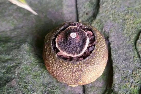 家庭自制柑普茶方法，小青柑制作9個(gè)步驟竅門(mén)（圖片）