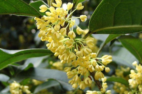 干桂花茶的制作方法，怎樣自制桂花茶？