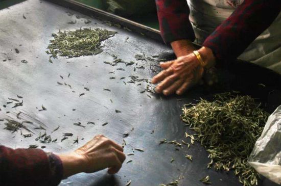 武夷巖茶的初制、精制加工工藝詳細(xì)講解