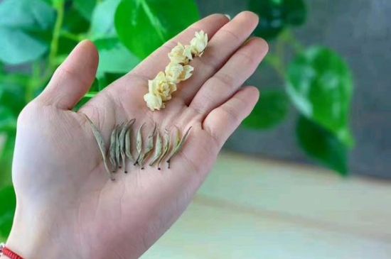 茉莉銀針口感，茉莉銀針是什么味道？