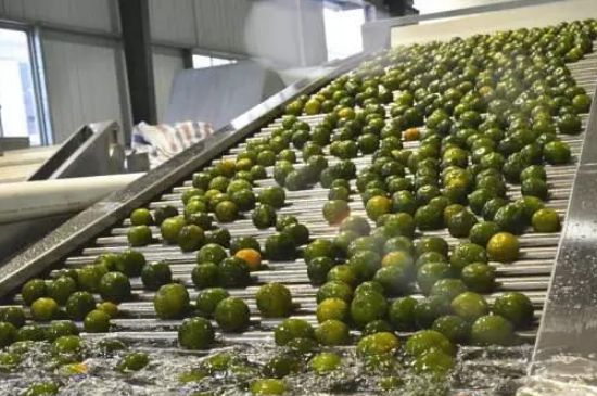 家庭自制柑普茶方法，小青柑制作9個(gè)步驟竅門(mén)（圖片）