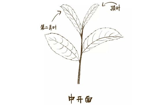 武夷巖茶的初制、精制加工工藝詳細(xì)講解