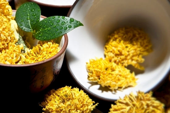 孕婦可以喝菊花茶嗎，菊花對(duì)胎兒有致畸作用？