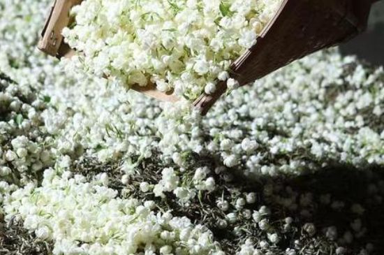 茉莉茶葉的功效與禁忌，什么人不適合喝茉莉花茶？