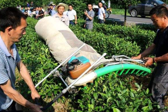 采茶的方法與步驟，如何正確采摘茶葉？