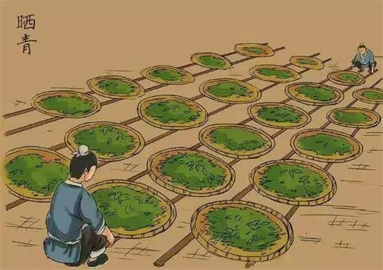 制茶八步驟，制茶工藝流程圖