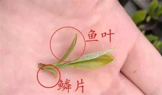 摘茶葉最快的方法，采摘茶葉怎么才能快？