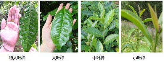 摘茶葉最快的方法，采摘茶葉怎么才能快？