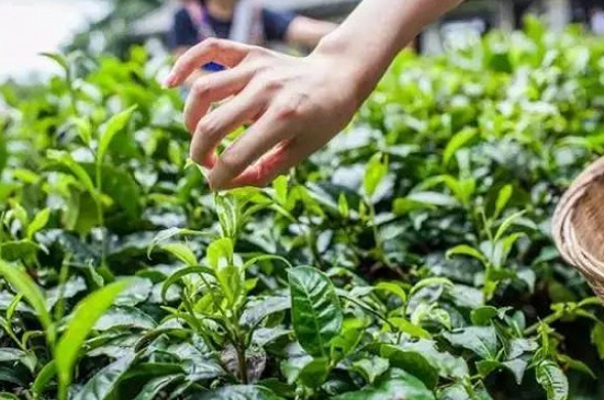 綠茶加工工藝流程圖，綠茶的加工制作包含哪幾個步驟？