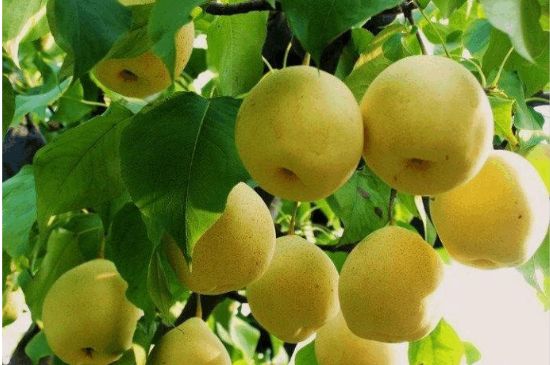 一把真正的本山綠泥壺最低多少錢，什么價(jià)格能買到本山綠泥紫砂壺？