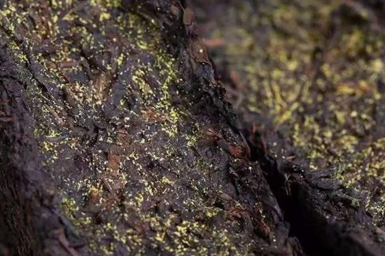 茯磚茶與普洱茶哪個(gè)好，茯茶和普洱茶口味區(qū)別