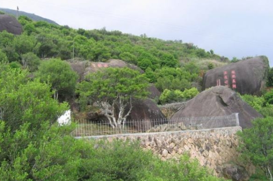 宋種一號價值為什么高，鳳凰單樅宋種1號價格與產(chǎn)量多少？