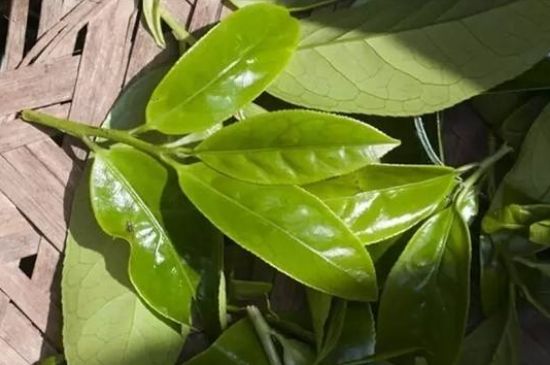 鴨屎香茶哪些人不能飲，什么人不能喝鴨屎香