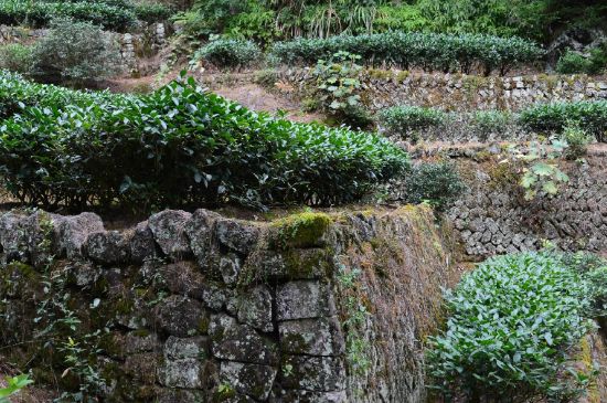 拼配的馬頭巖肉桂，還配叫馬肉嗎？請叫它“馬頭巖大紅袍”