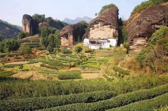 馬頭巖肉桂是大紅袍嗎，大紅袍肉桂屬于什么茶？