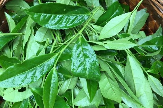 大紅袍可以放10年嗎，大紅袍放了十年能喝嗎