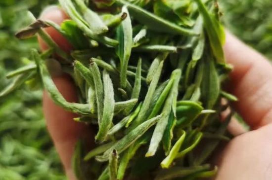 金壇雀舌算不算好茶，金壇雀舌屬于什么檔次茶葉？