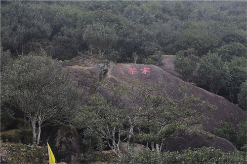 宋種一號價值為什么高，鳳凰單樅宋種1號價格與產(chǎn)量多少？