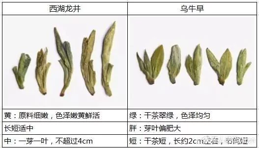 烏牛早和龍井的區(qū)別圖片，龍井43號和烏牛早茶的對比