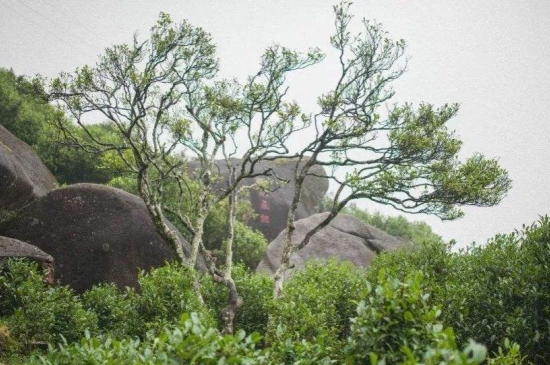 宋種一號價值為什么高，鳳凰單樅宋種1號價格與產(chǎn)量多少？