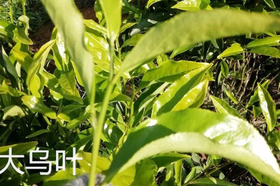 鴨屎香和大烏葉是同一種茶葉嗎，單叢大烏葉和鴨屎香有什么區(qū)別？