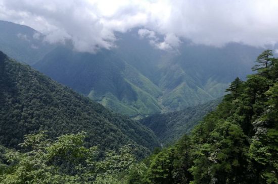 300塊錢的金駿眉能喝嗎，兩三百多金駿眉和一千多區(qū)別