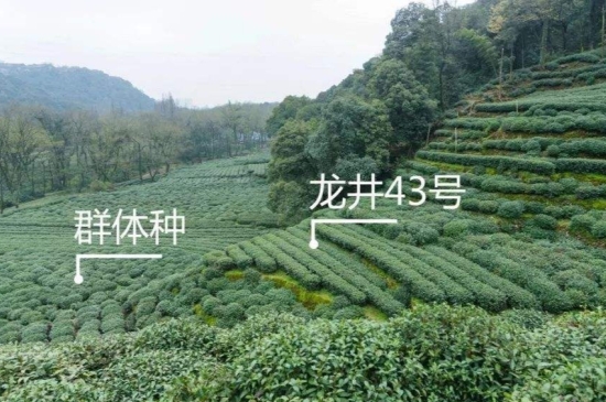 43號(hào)龍井屬于好茶嗎，龍井茶43號(hào)是什么意思？