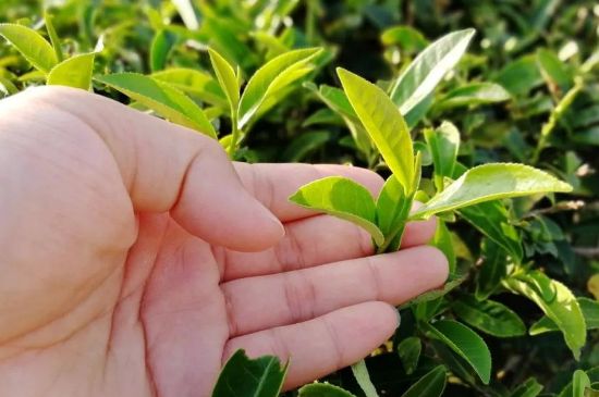 大紅袍四大品種有哪些，大紅袍的種類和著名品種特點介紹