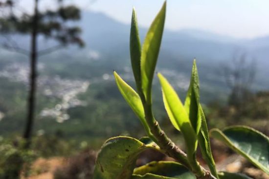 鳳凰單樅什么人不能喝，哪些人不能飲單叢茶