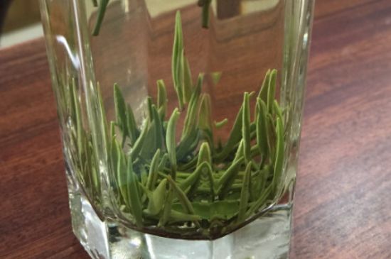 竹葉青和雀舌哪個(gè)貴，竹葉青茶貴嗎？